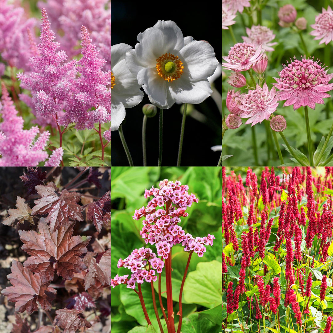 Border pack of 24 mixed shade perennials in 11cm pots - view 5