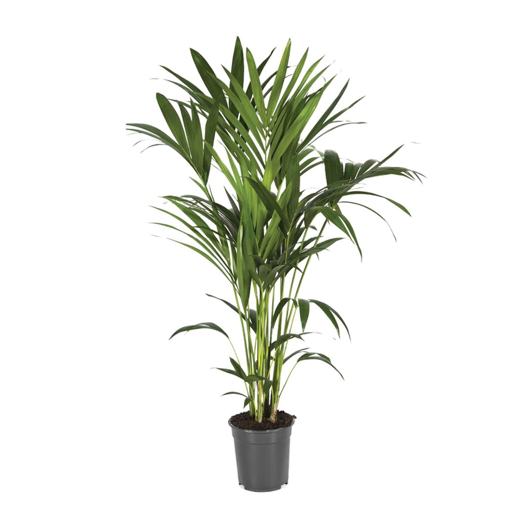 Kentia Palm 120cm - Howea Forsteriana Indoor Plant Air Purifying