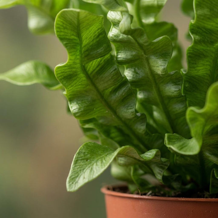 Asplenium Crispy Wave - Crispy Wave Fern - 4 Plants - with Basket - Pot 12cm - Height - 30cm