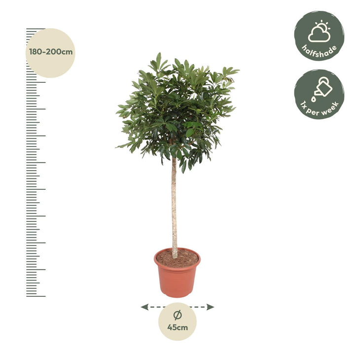 Schefflera Arboricola (Umbrella Tree) - Glossy Green Houseplant