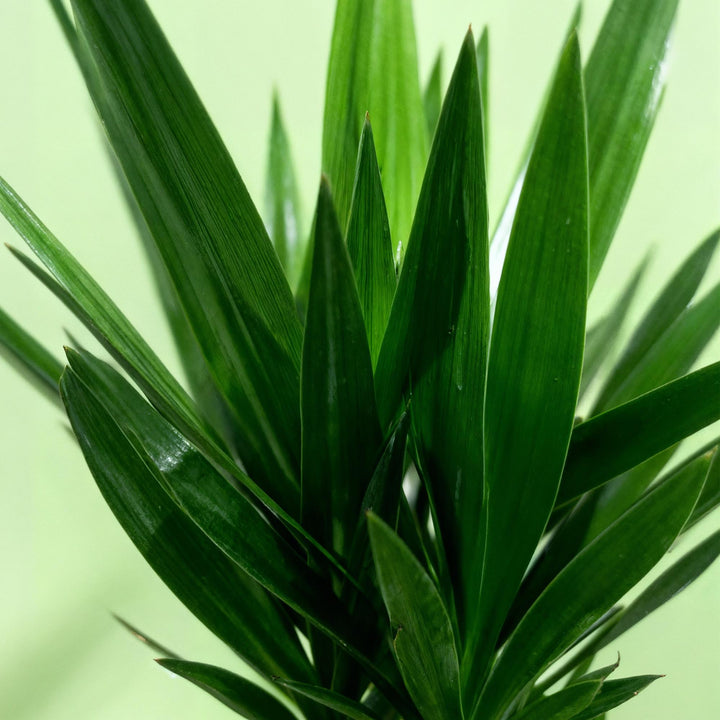 Yucca (Yucca elephantipes) - view 5