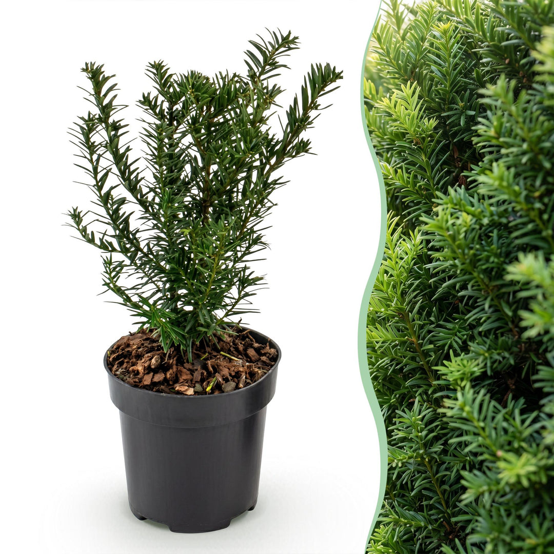 40 Taxus baccata yew hedging plants in 9cm pots, 20-30cm tall - view 3