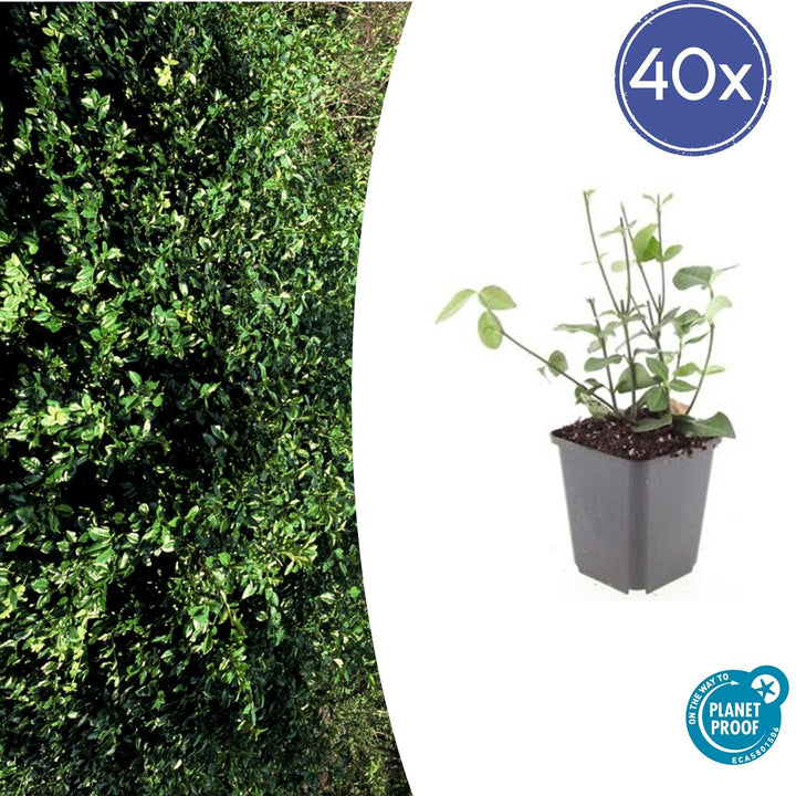 Purple wintercreeper euonymus in grey pot with small oval leaves and upright stems, shown at 10-25cm height, pack of 40…