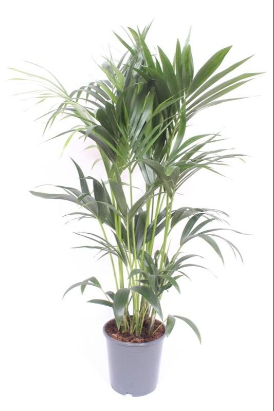 Kentia Palm Howea Forsteriana 130cm - Low Light Indoor Plant