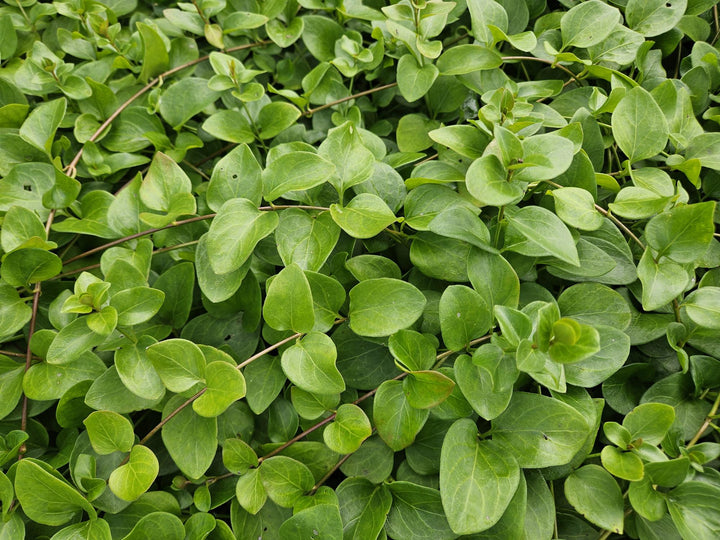 48x Vinca major 'Alba' White Periwinkle - Evergreen Ground Cover