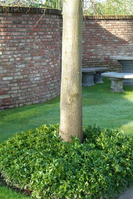 40x Pachysandra terminalis - Evergreen Ground Cover - 10-25cm