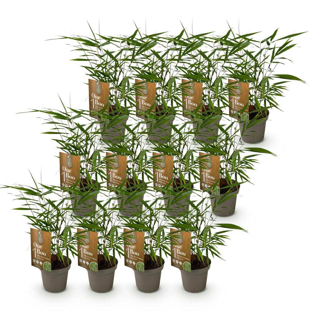 12 Fargesia Asian Wonder clumping bamboo plants in 14cm pots - view 2