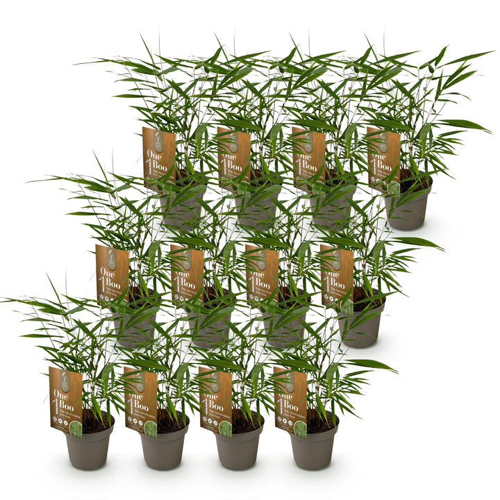 12 Fargesia Asian Wonder clumping bamboo plants in 14cm pots - view 2