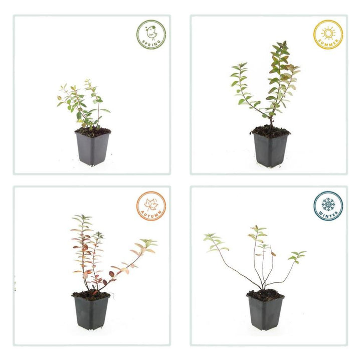 60x Hypericum dummeri 'Peter Dummer' - Semi-Evergreen Ground Cover - 10-25cm