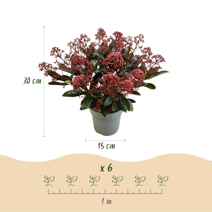 Pack of 2 Skimmia japonica 'Rubella' plants in 15cm pots, 30cm tall - view 3