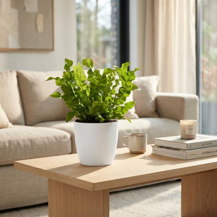Asplenium Crispy Wave - Crispy Wave Fern - 4 Plants - with White Pot - Pot 12cm - Height - 30cm