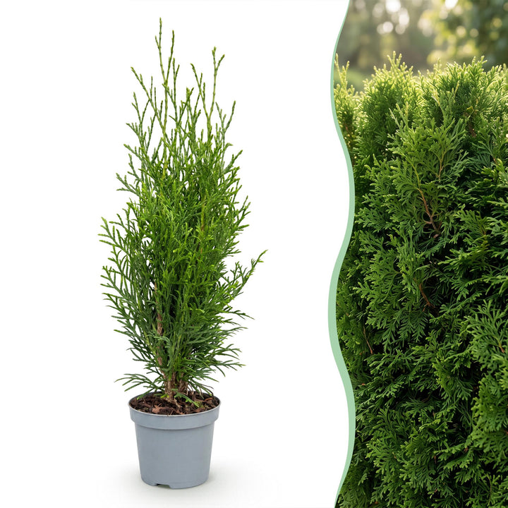 40 Thuja occidentalis 'Smaragd' hedging plants in 9cm pots, 20-30cm tall - view 3