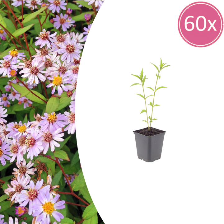 60x Kalimeris incisa 'Blue Star' - ↕10-25cm - Ø9cm