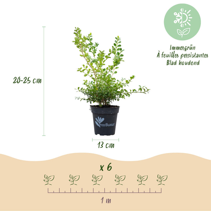12 BetterBuxus Babylon Beauty box hedging plants in 13cm pots - view 3