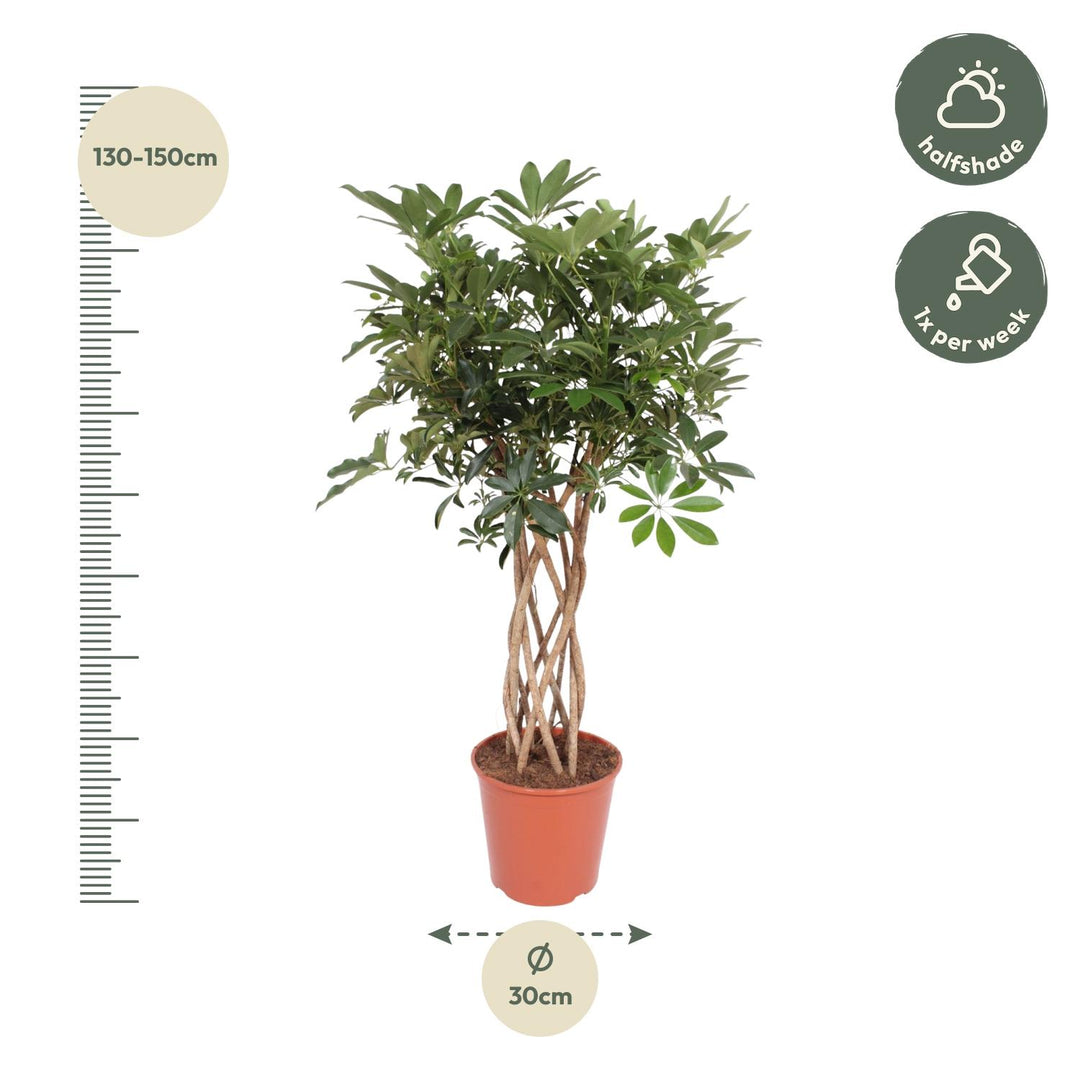 Schefflera Arboricola 'Compacta' with Braided Stem: Unique Elegance & Lush Greenery – Buy Now!