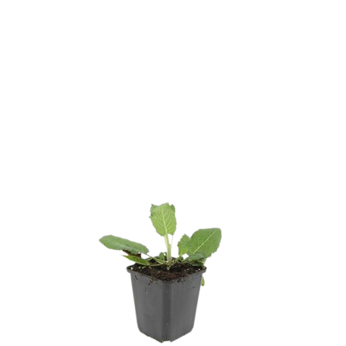 48x Salvia Nemorosa 'Mainacht' - ↕10-25cm - Ø9cm