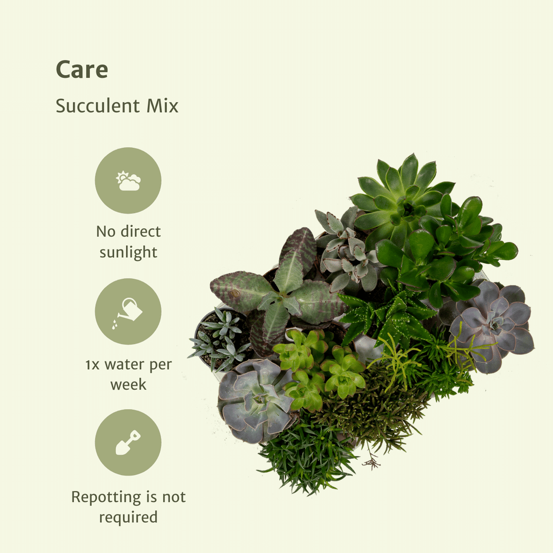 Succulenten Mix - 18 stuks - 10 cm - Ø8,5 - 18