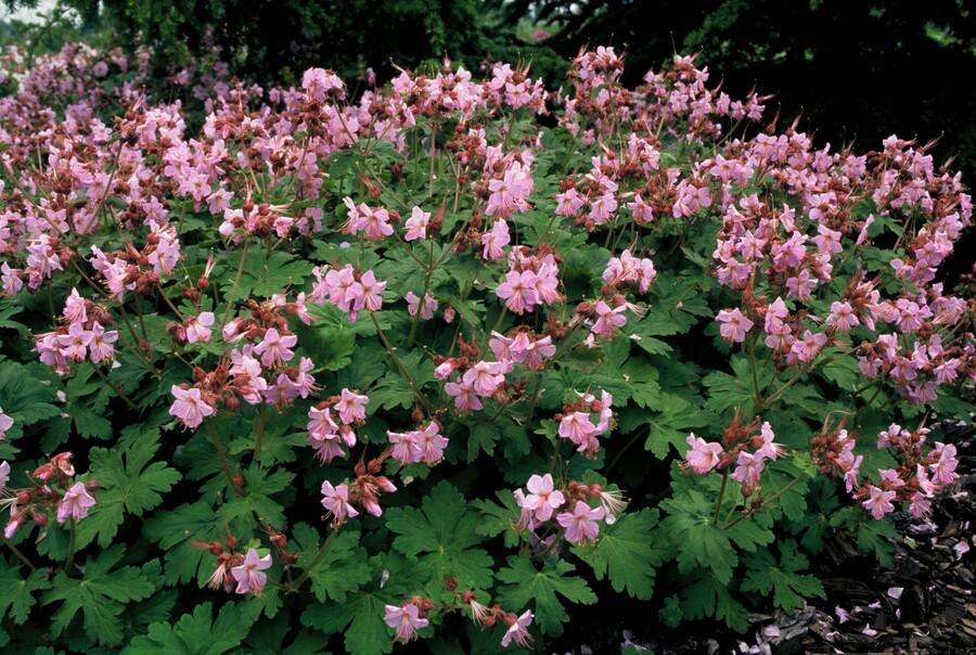 Geranium macrorrhizum Ingwersen's Variety - Hardy Pink Groundcover