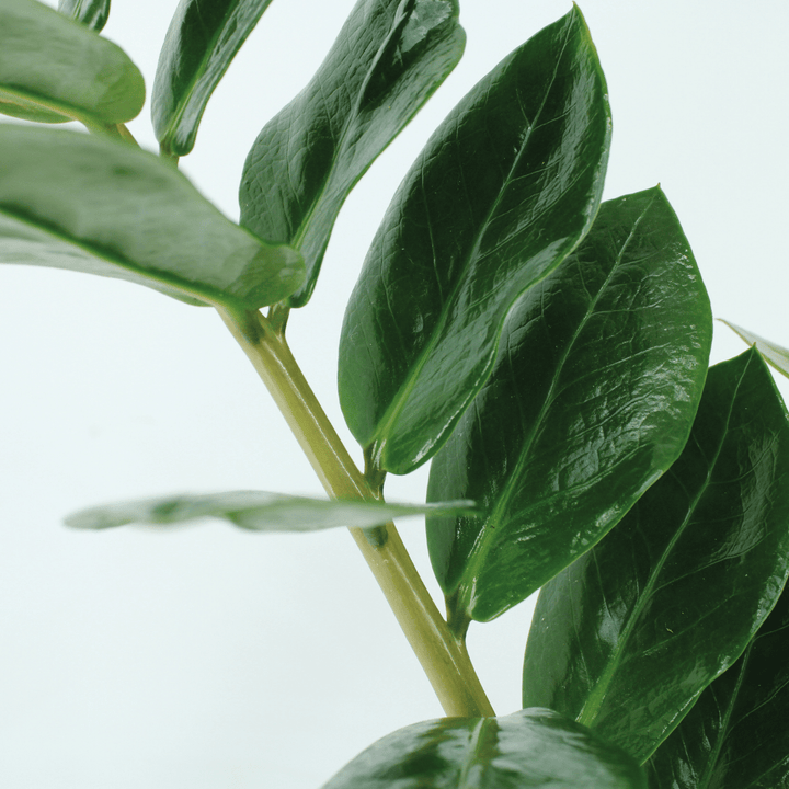 2x Zamioculcas Zamiifolia - Emerald palm - - ø14 — ZZ Plant