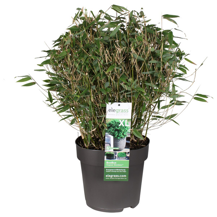 Fargesia Moontears Bamboo - Boxwood Alternative Hedge Plant