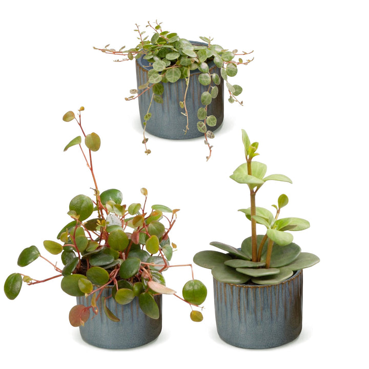 Baby Peperomia Mix houseplants, pack of 3, image 2