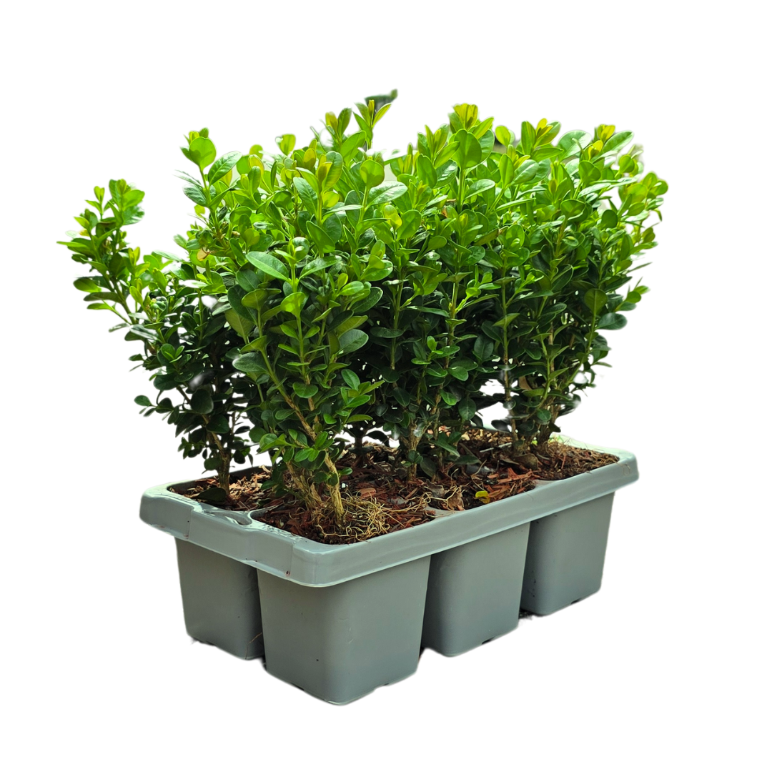 Buxus NewGen Freedom boxwood shrubs, pack of 48, image 2