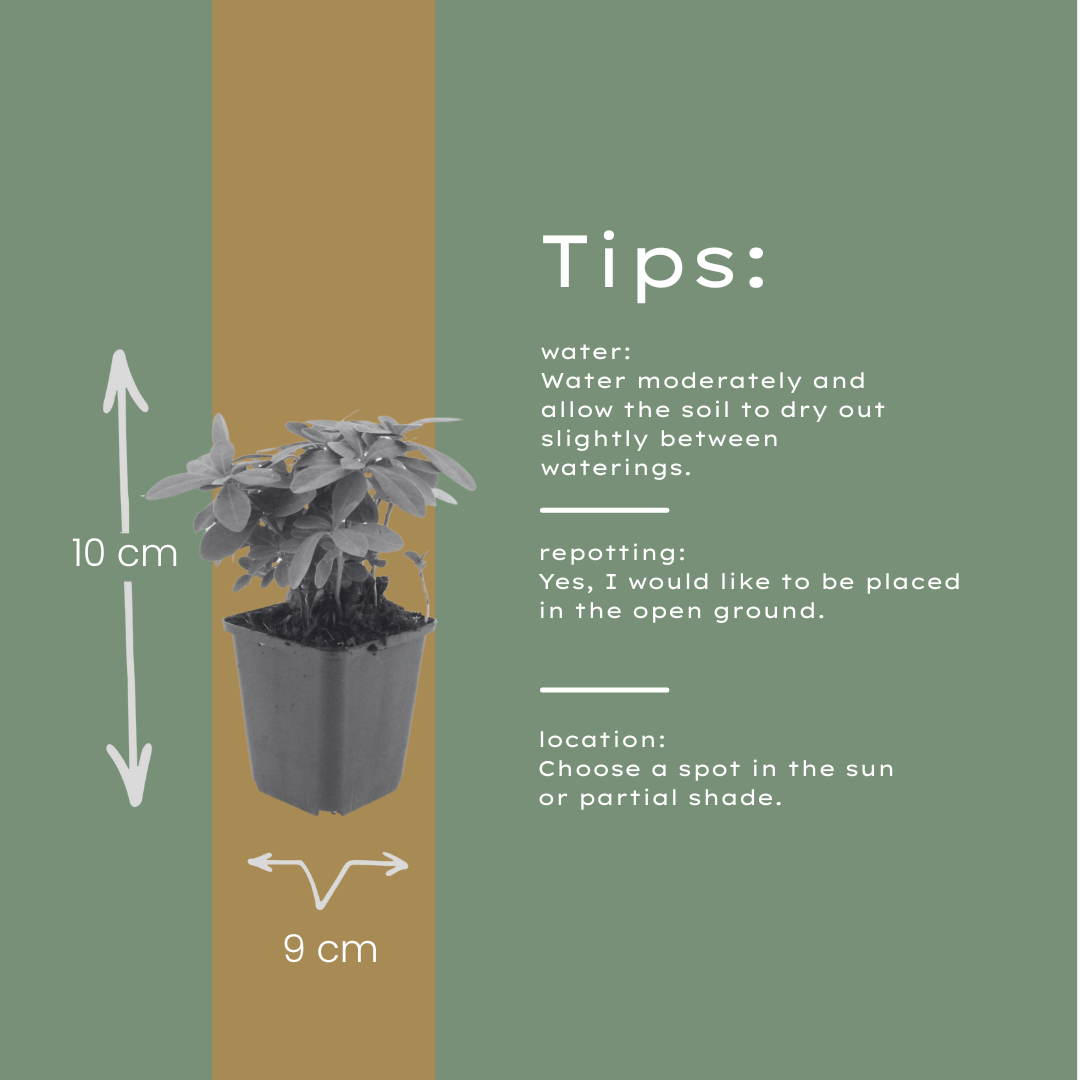 60x Euphorbia amygdal. robbiae - ↕10-25cm - Ø9cm
