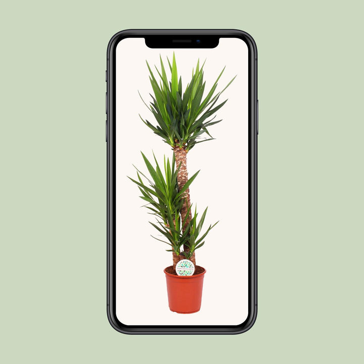 Yucca Elephantipes (Spineless Yucca): Elegant 125cm Tall, Ø24cm Pot – Air-Purifying & Low-Maintenance!