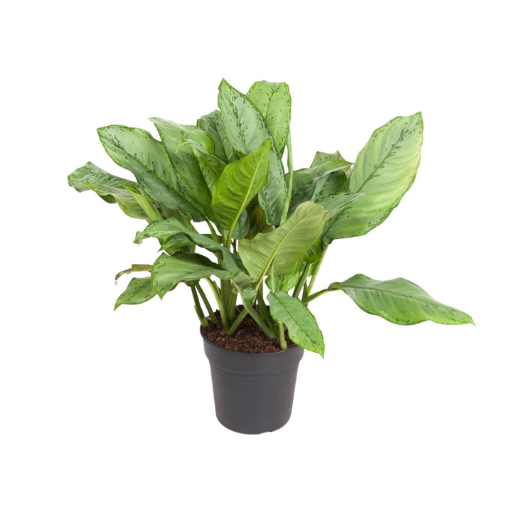 Aglaonema Chinese Evergreen 70cm - Low Light Indoor Plant 24cm Pot