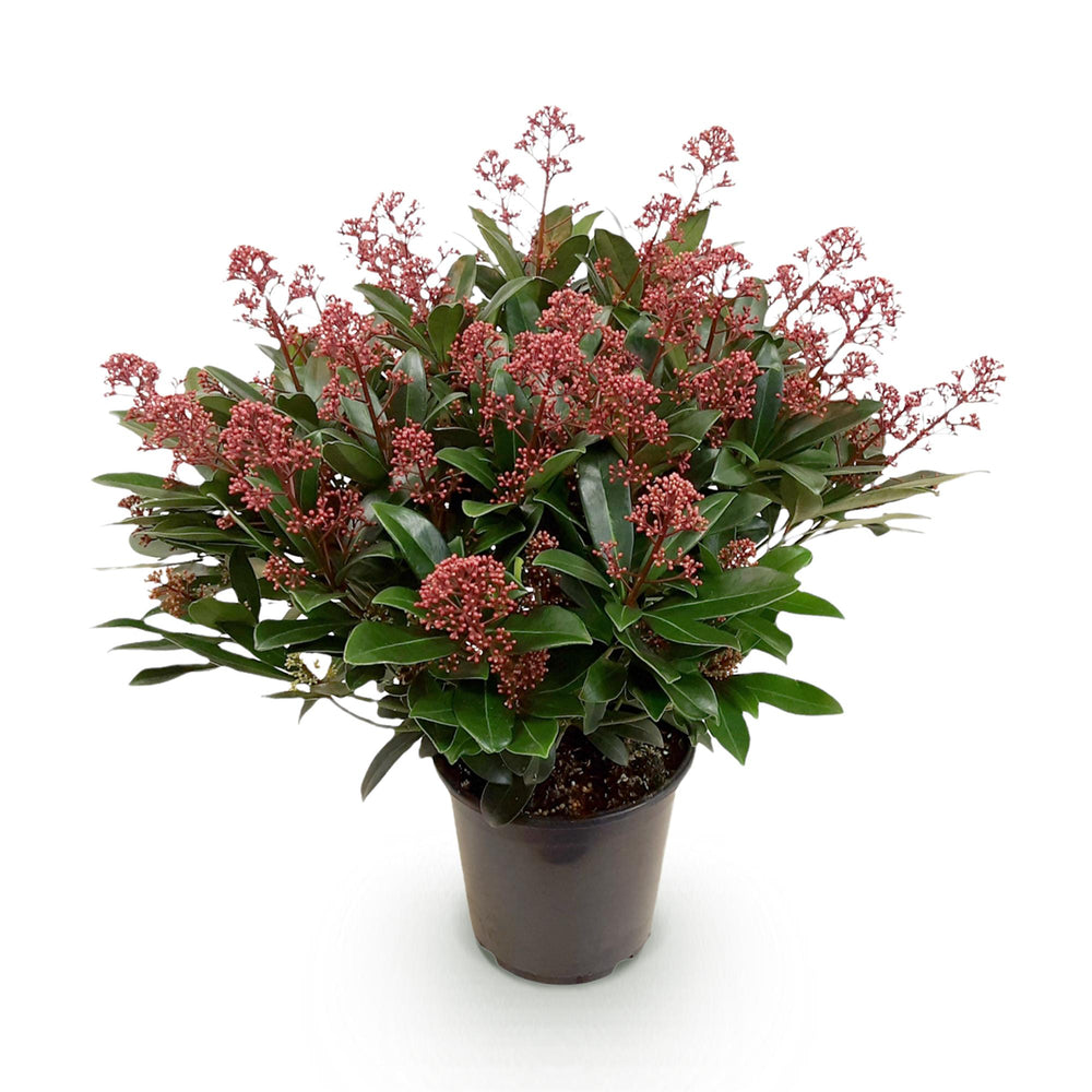 Skimmia japonica 'Rubella' in a 19cm pot, 60cm tall - view 2