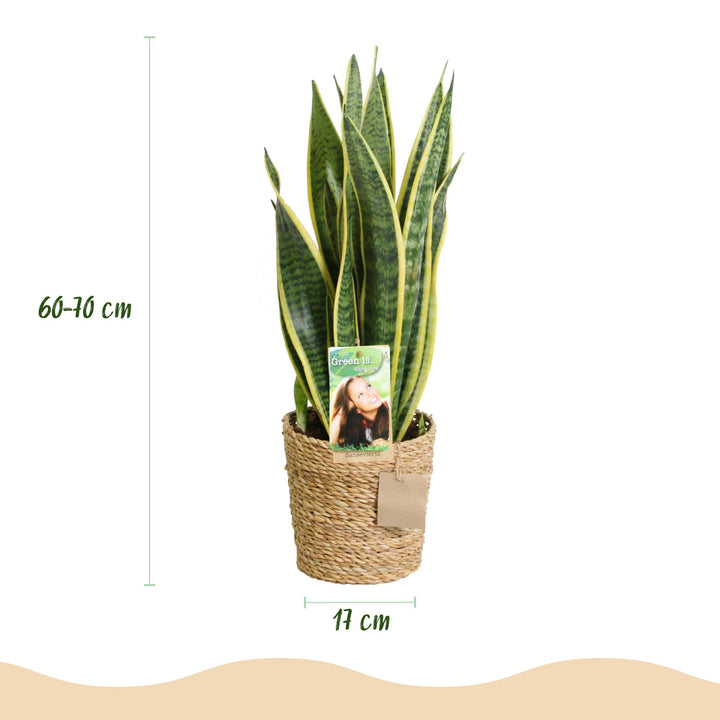 Snake Plant 'Laurentii' (Dracaena trifasciata 'Laurentii'), detail view 2