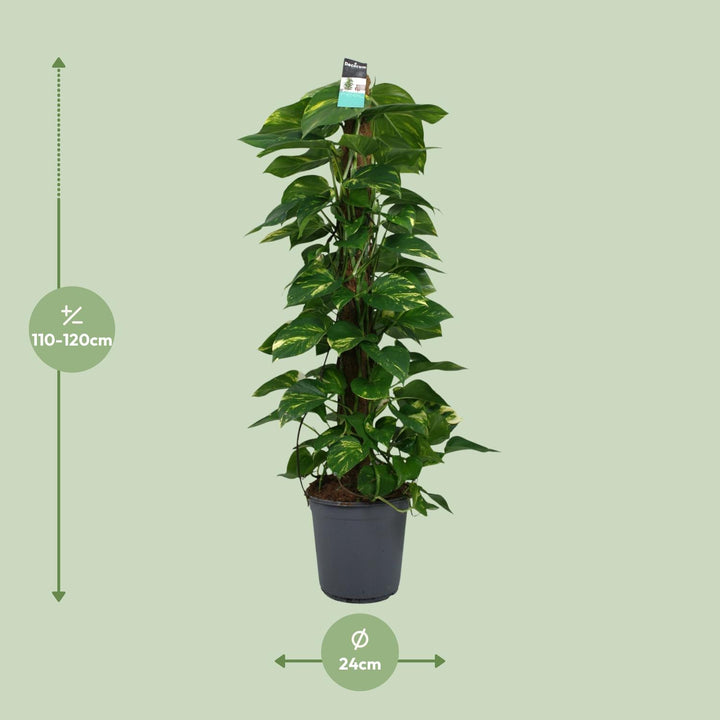 Scindapsus (Pothos): Lush 120cm Trailing Beauty – Easy Care & Versatile!