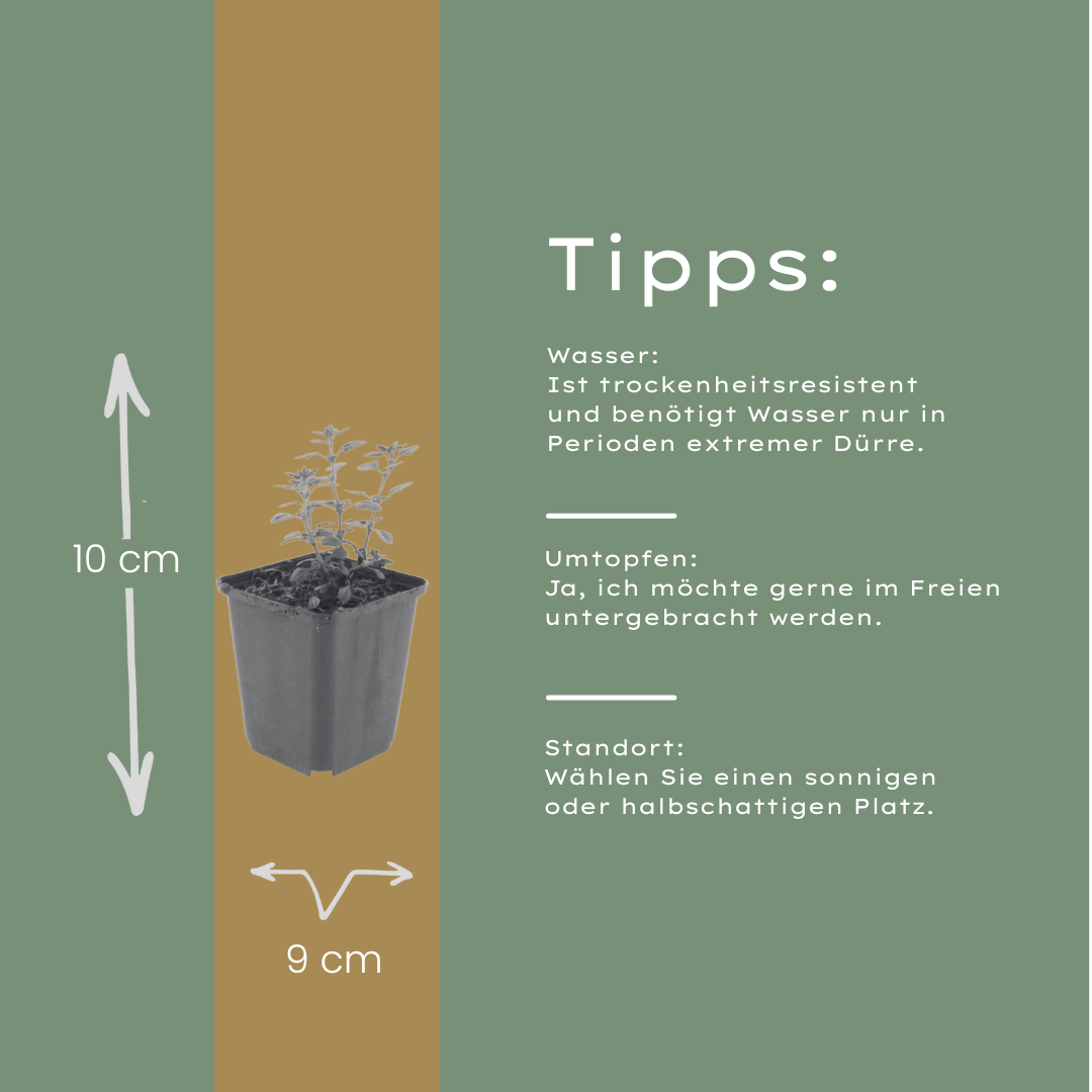 24x Teucrium lucidrys - ↕10-25cm - Ø9cm