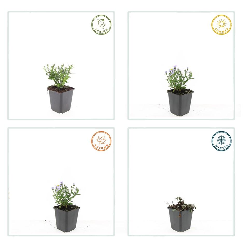 40x Compact Purple Aster 'Prof. Anton Kippenberg' - 9cm Pots