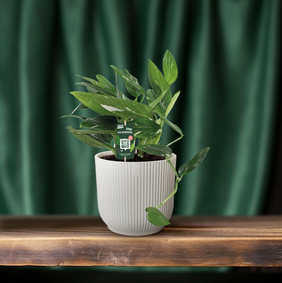 Philodendron Plant 50cm - Air Purifying Houseplant 17cm Pot