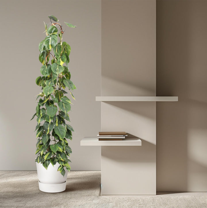 Philodendron Brasil trailing houseplant with variegated green and yellow leaves, 160cm long, by Everspring