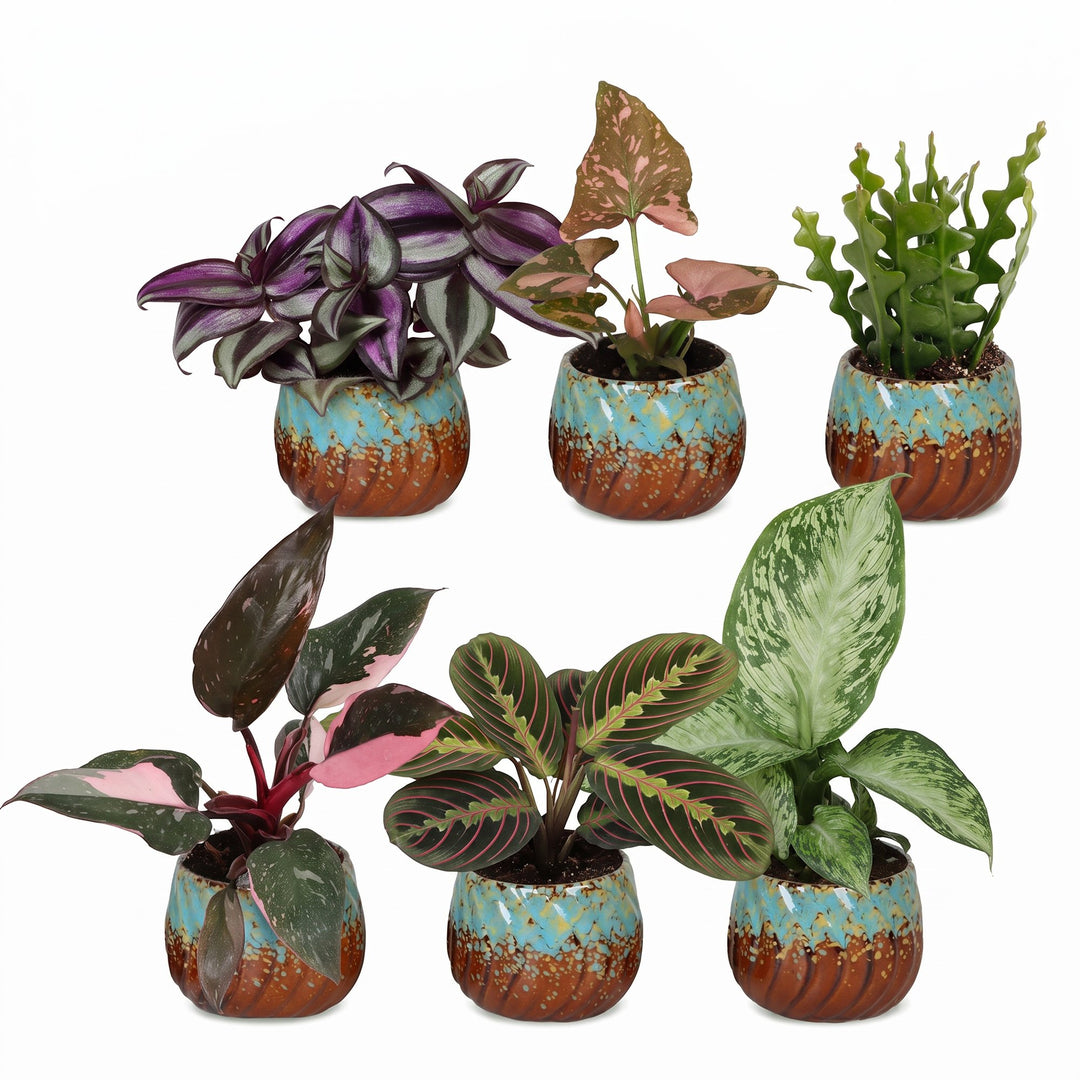 Baby Plants Surprise Box, pack of 6 tropical plants in 6 cm pots, image 2