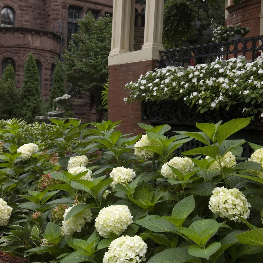 8 Hydrangea macrophylla Endless Summer The Bride plants in 14cm pots - view 6