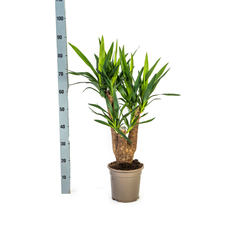 Yucca Elephantipes Branched 60-70cm with Basket Ø21cm
