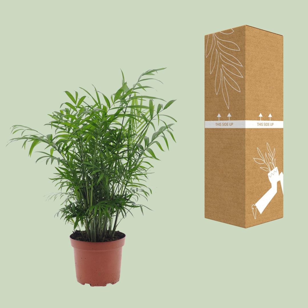 Chamaedorea Elegans Parlor Palm - Low Light Indoor Plant 17cm
