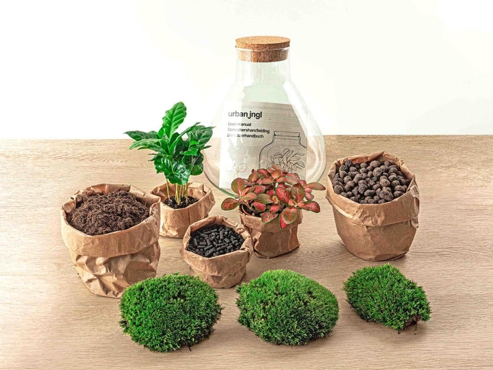 DIY terrarium - Sammie Coffea - ↕ 26 cm - Normal