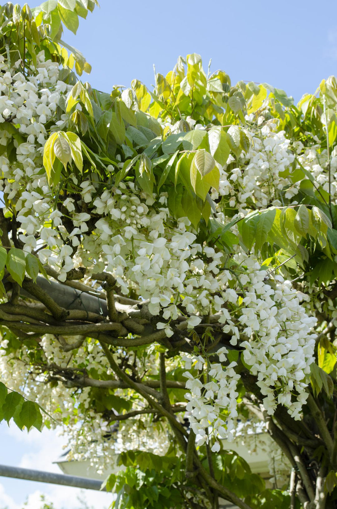 2x Wisteria floribunda Longissima Alba - White Japanese Wisteria 65cm