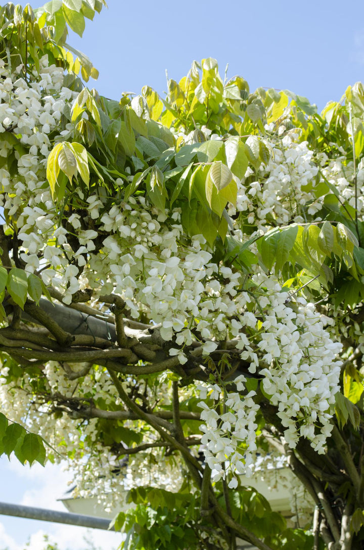 2x Wisteria floribunda Longissima Alba - White Japanese Wisteria 65cm