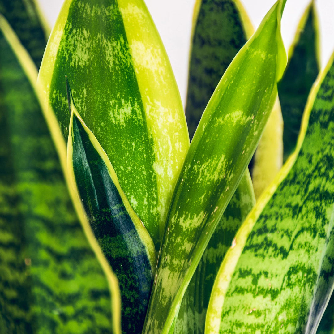 Snake Plant 'Laurentii' (Dracaena trifasciata 'Laurentii'), detail view 4