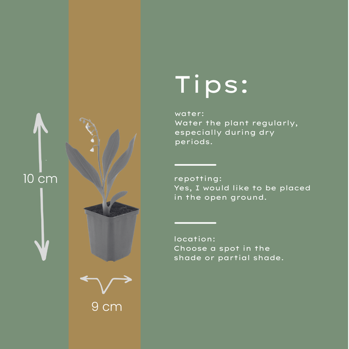 6x Convallaria majalis - ↕10-25cm - Ø9cm