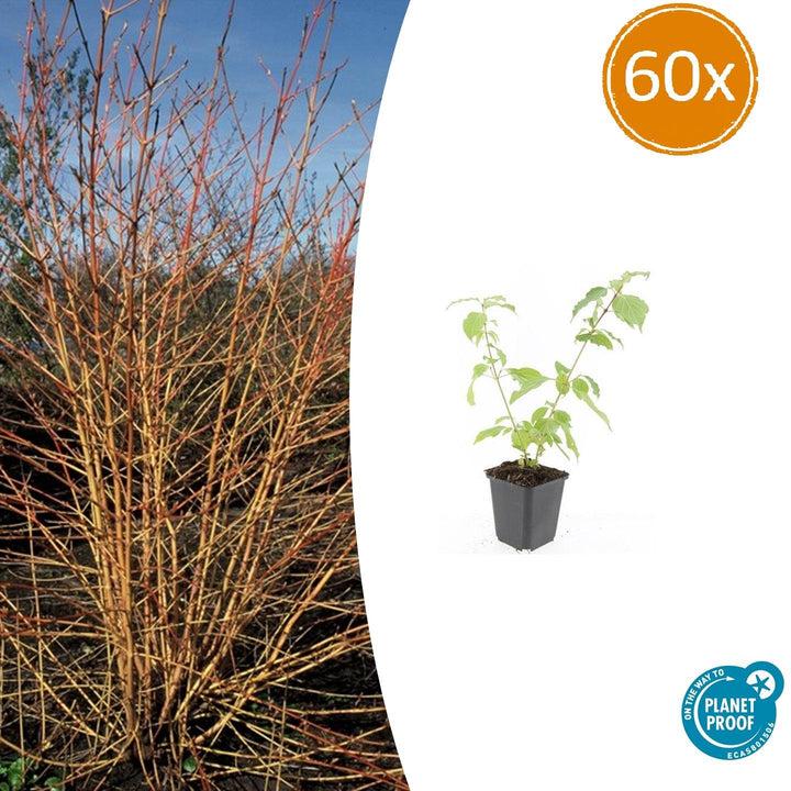 Cornus Sanguinea 'Anny's Winter Orange' - Orange Stem Dogwood Plant