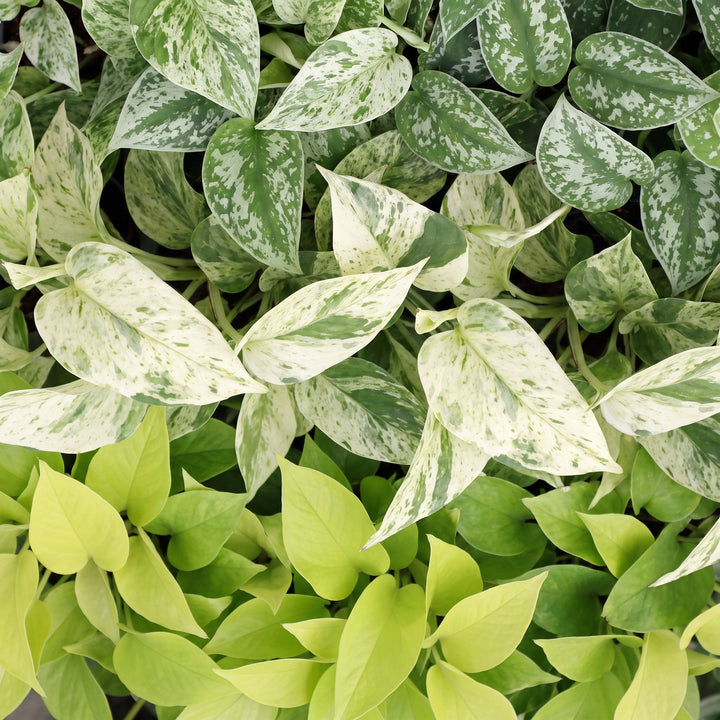 Epipremnum Tricolour indoor plants, pack of 3, image 4