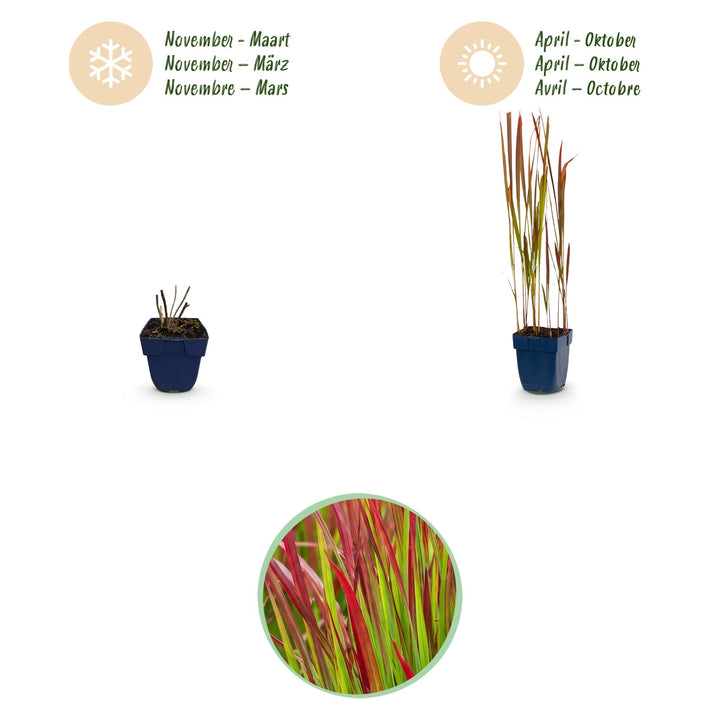 24x Imperata cylindrica Red Baron Japanese blood grass in 11cm pots - view 4