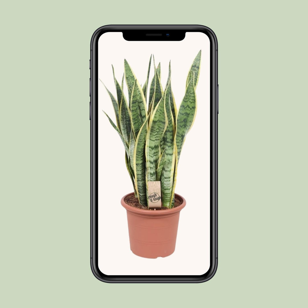 Sansevieria 'Laurentii' snake plant with green and yellow striped leaves, ideal for indoor air purification by Everspring