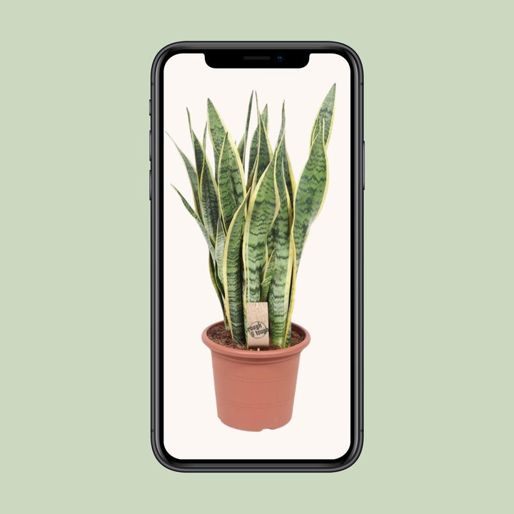 Sansevieria 'Laurentii' snake plant with green and yellow striped leaves, ideal for indoor air purification by Everspring